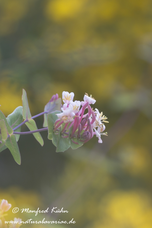 Gartengeissblatt ()_0003