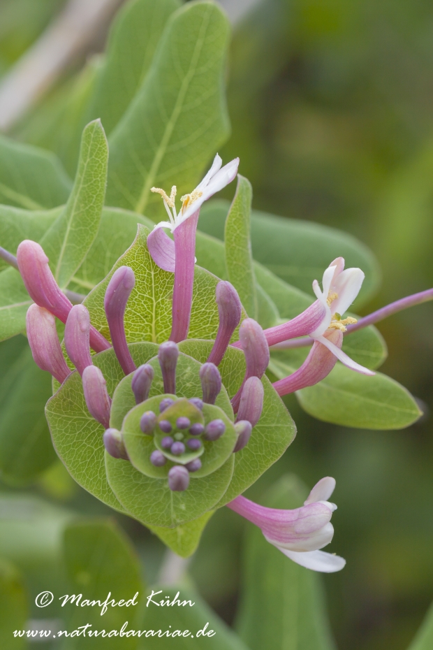 Gartengeissblatt ()_0006