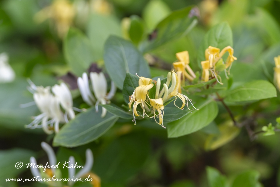Geissblatt (Garten-)_0008