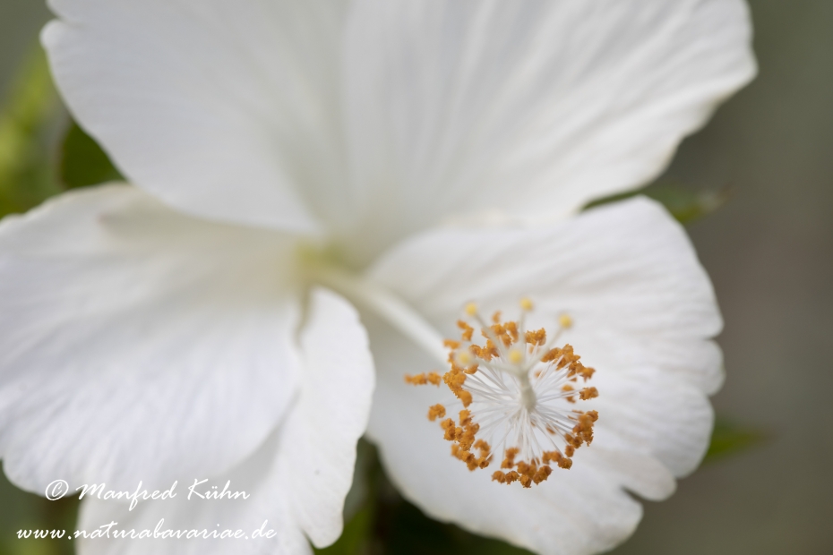 Hibiscus (Eibisch)_0008