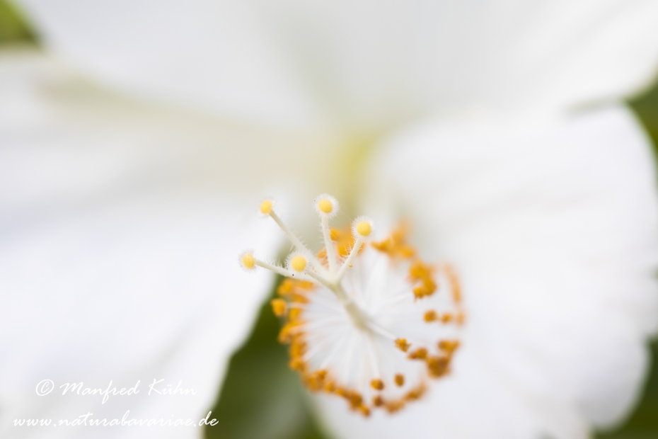 Hibiscus (Eibisch)_0009