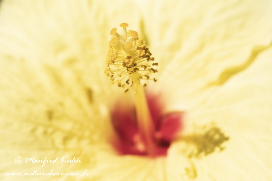 Hibiscus (Eibisch)_0012