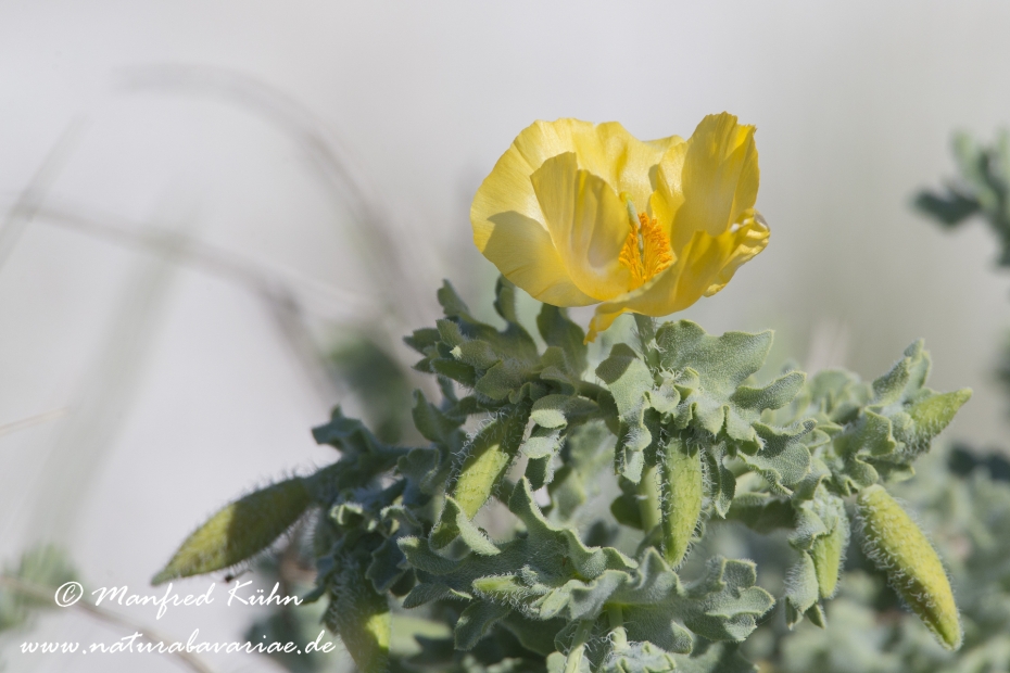 Hornmohn  (Gelber)_0002