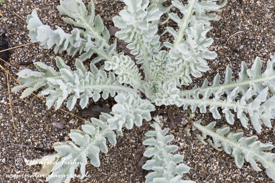 Hornmohn  (Gelber)_0005