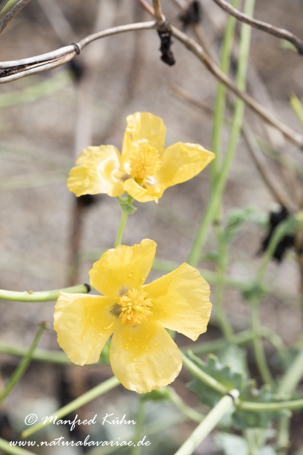 Hornmohn  (Gelber)_0007