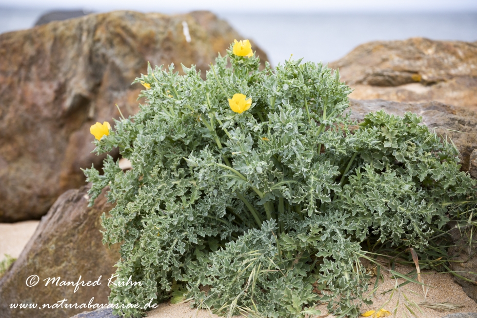 Hornmohn (Gelber)_0010