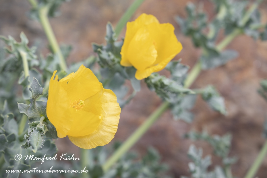Hornmohn (Gelber)_0012