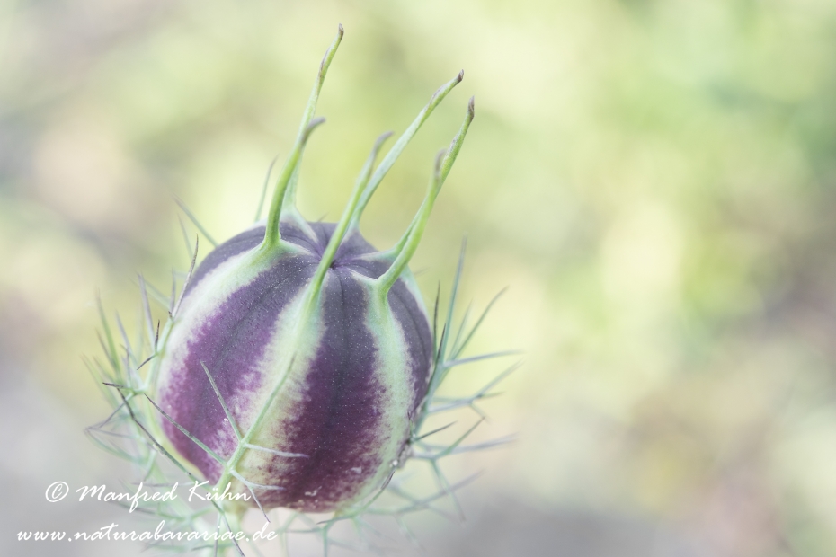 Jungfer_im_Gruenen ()_0017