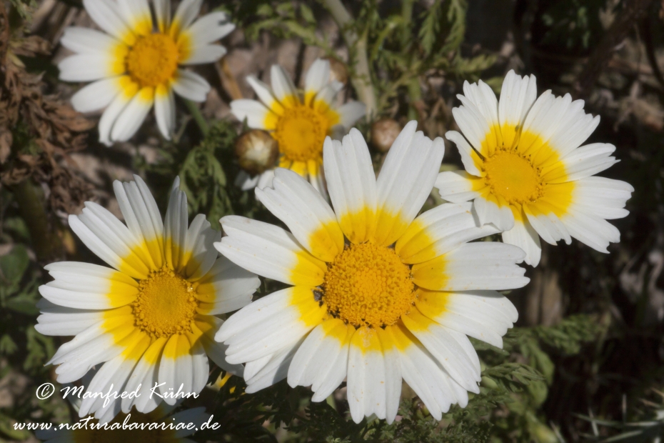 Kronenwucherblume ()_0001