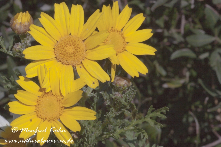 Kronenwucherblume ()_0002