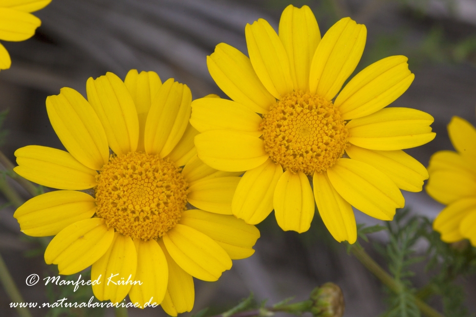 Kronenwucherblume ()_0006