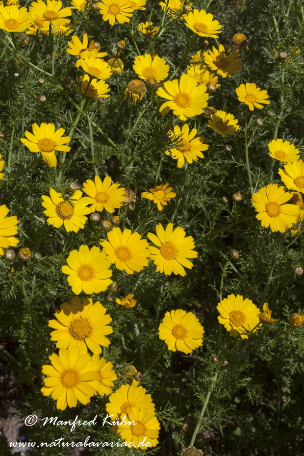 Kronenwucherblume ()_0008
