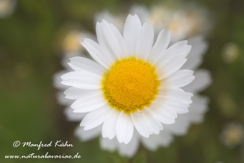 Kronenwucherblume ()_0010
