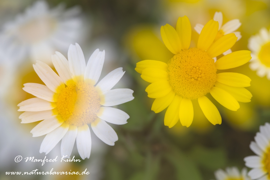 Kronenwucherblume ()_0017