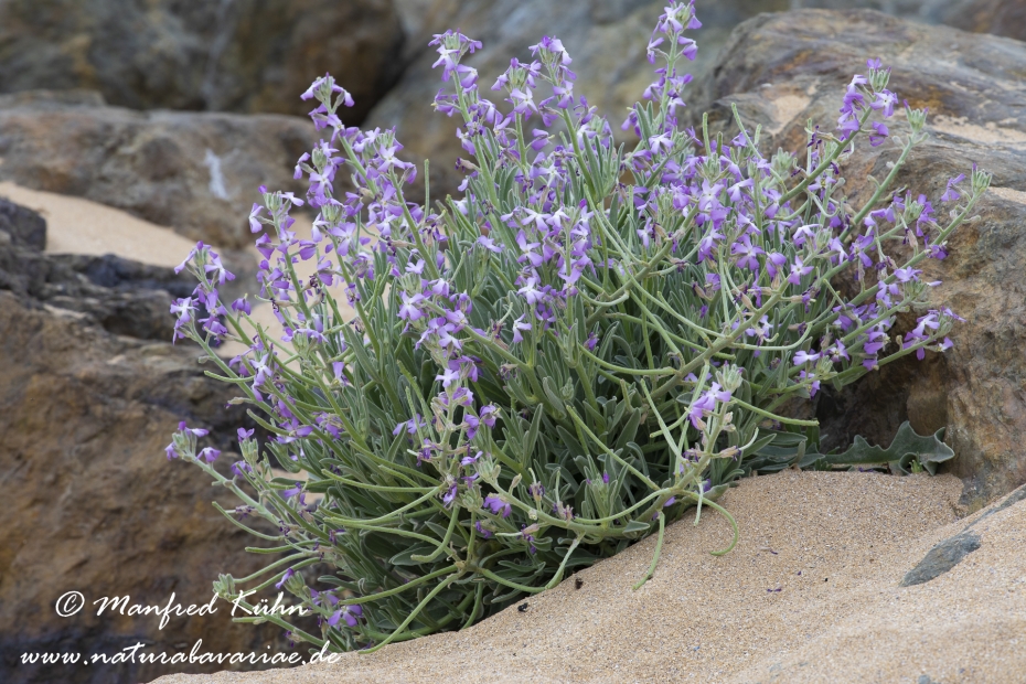 Levkoje (Strand-)_0005