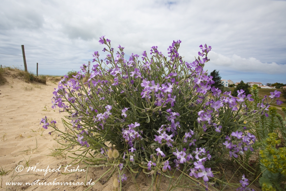 Levkoje (Strand-)_0015