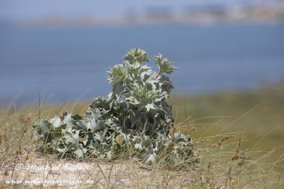 Mannstreu (Meer-)_0001