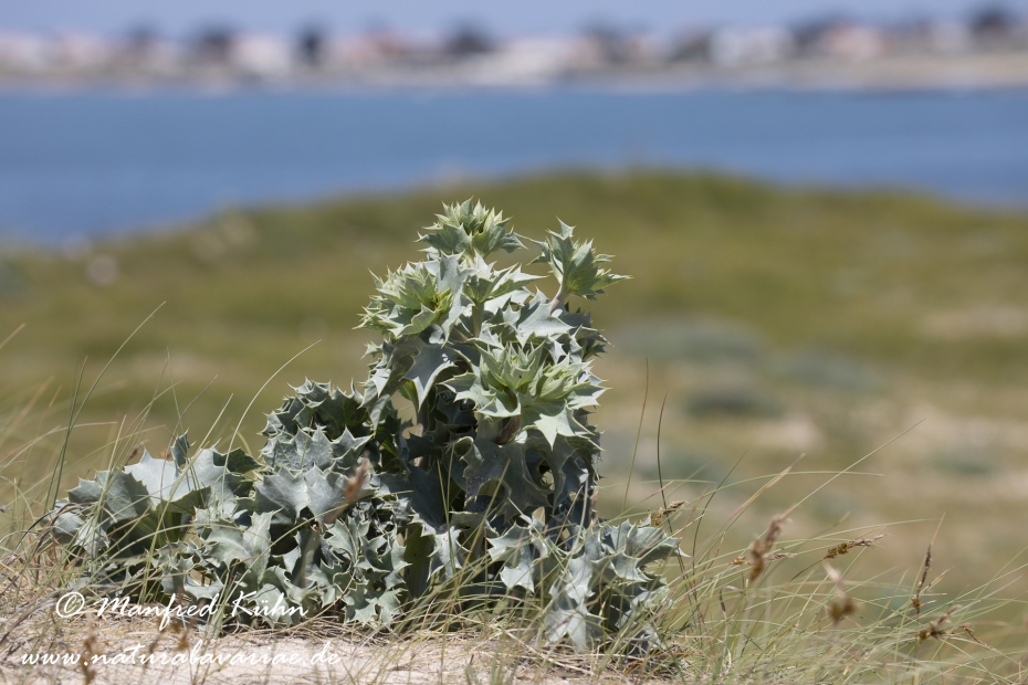Mannstreu (Meer-)_0003