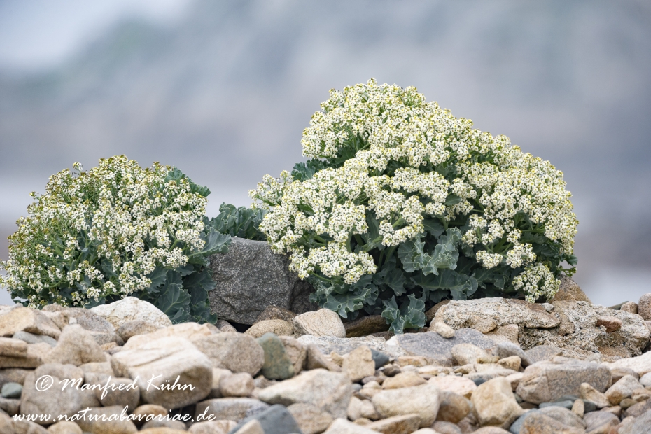 Meerkohl (Echter)_0020