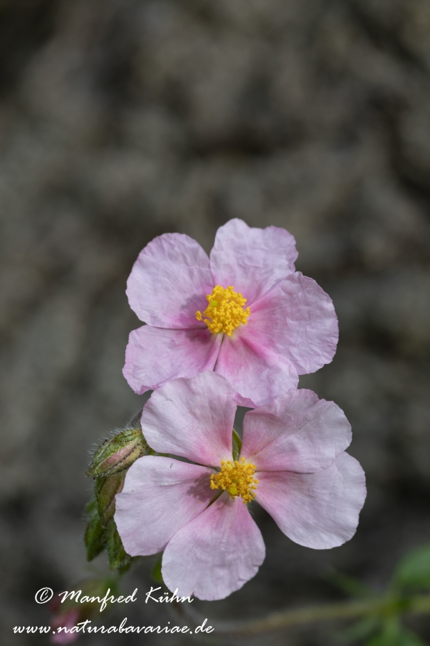 Sonnenroeschen (Pyrenaeen-)_0004