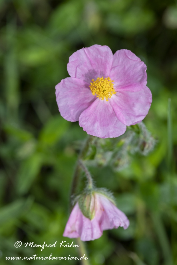 Sonnenroeschen (Pyrenaeen-)_0005
