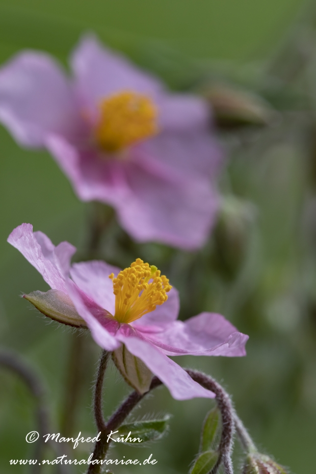 Sonnenroeschen (Pyrenaeen-)_0009