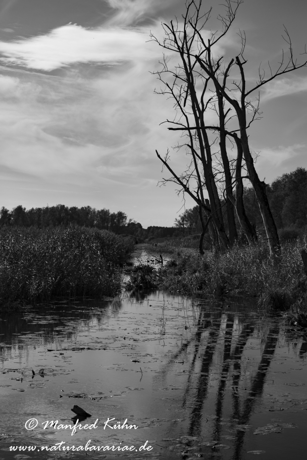 Federsee (Baden-Wuerttemberg)_0002