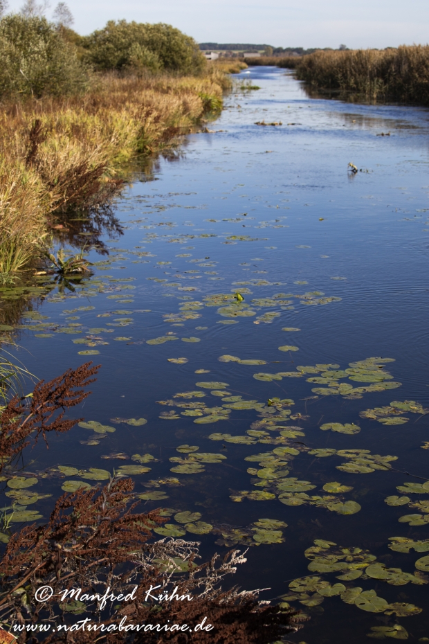 Federsee (Baden-Wuerttemberg)_0004