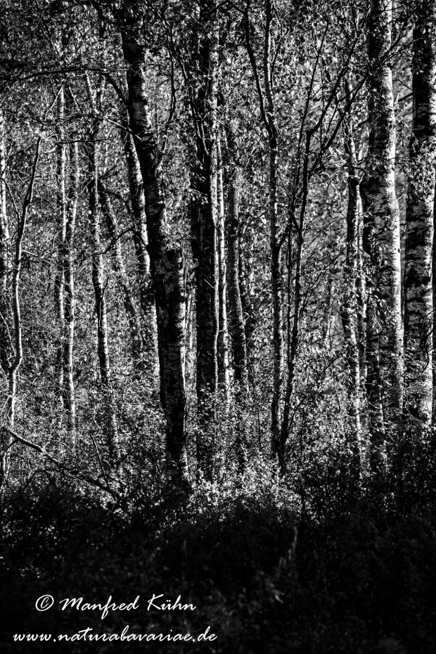 Federsee (Baden-Wuerttemberg)_0009
