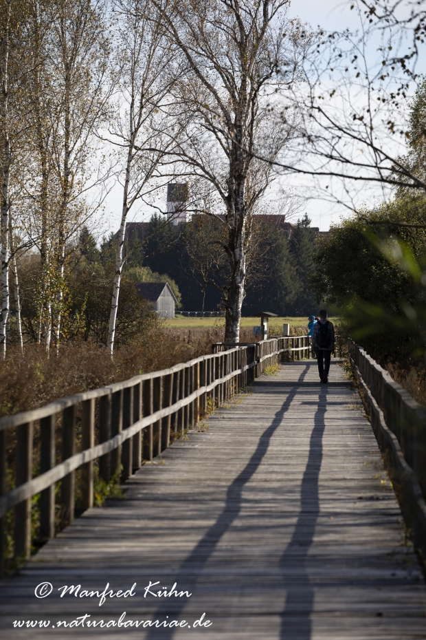 Federsee (Baden-Wuerttemberg)_0010