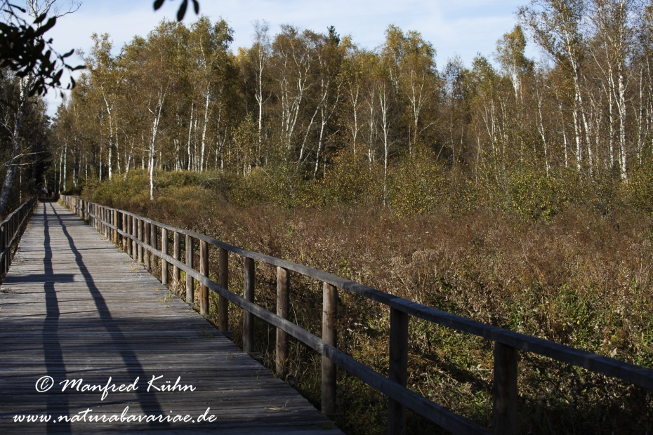 Federsee (Baden-Wuerttemberg)_0011