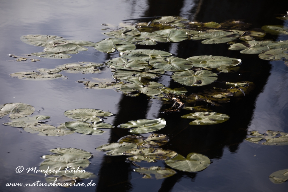 Federsee (Baden-Wuerttemberg)_0013