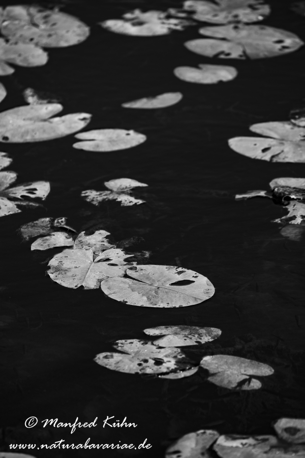 Federsee (Baden-Wuerttemberg)_0015
