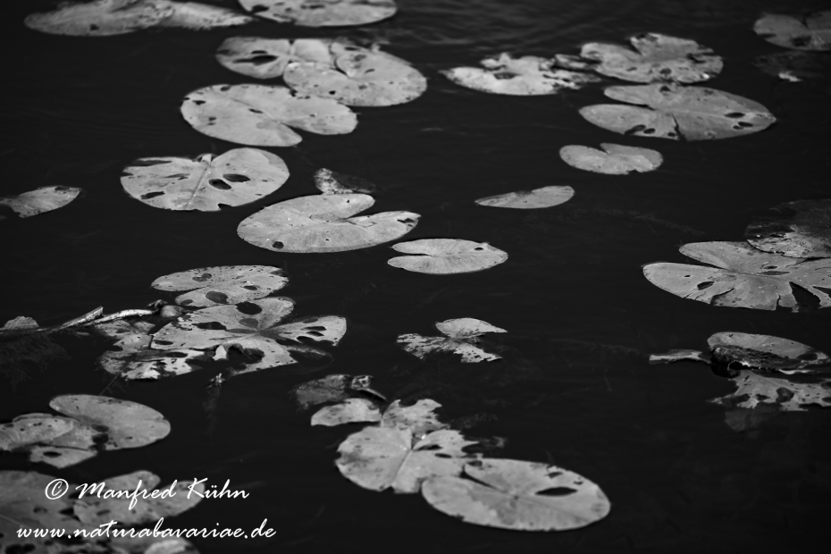 Federsee (Baden-Wuerttemberg)_0016