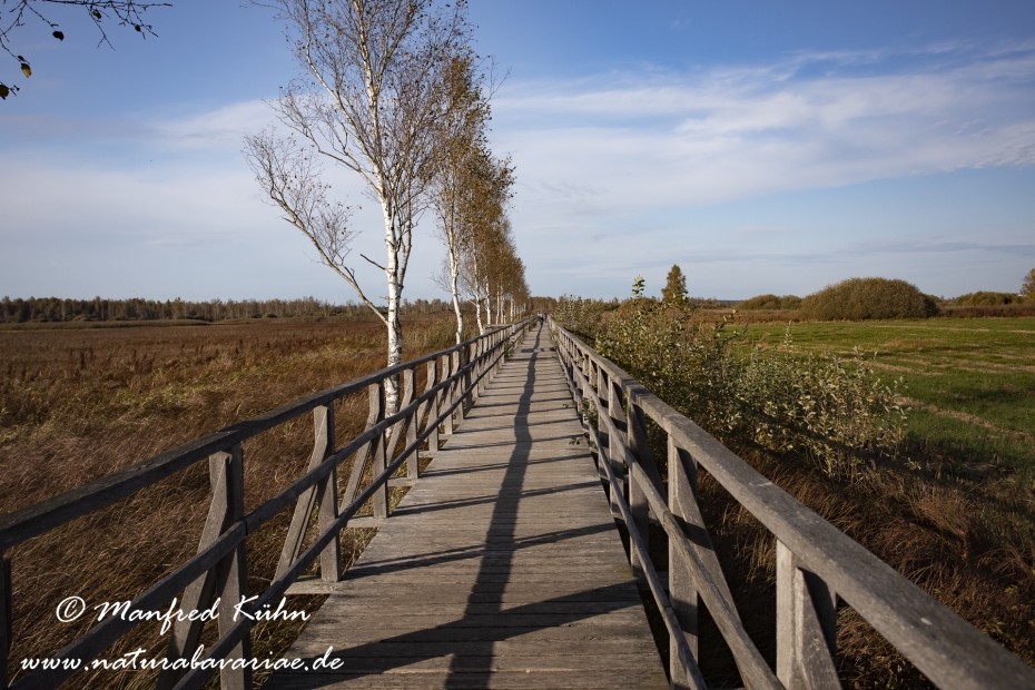 Federsee (Baden-Wuerttemberg)_0020