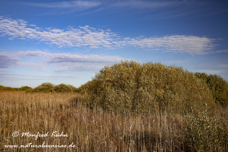 Federsee (Baden-Wuerttemberg)_0024