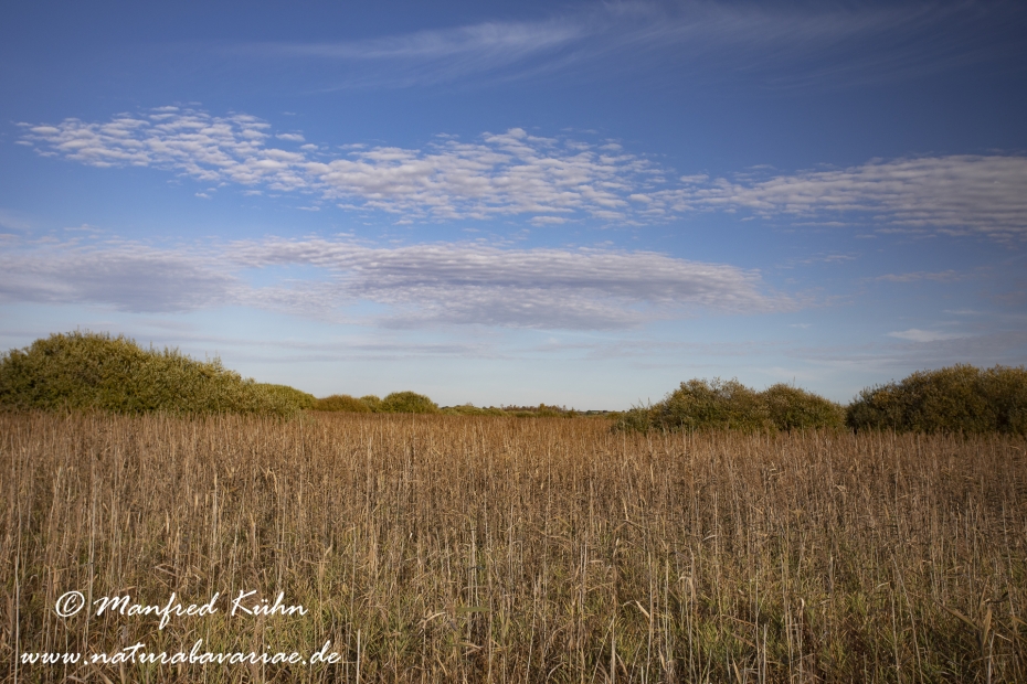 Federsee (Baden-Wuerttemberg)_0025