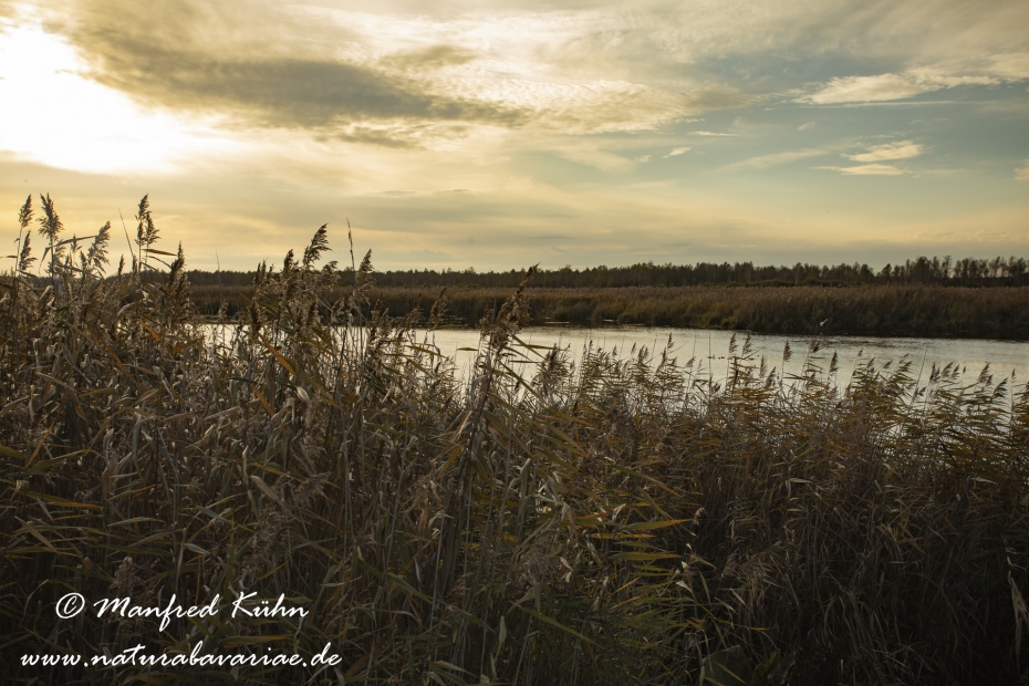 Federsee (Baden-Wuerttemberg)_0031