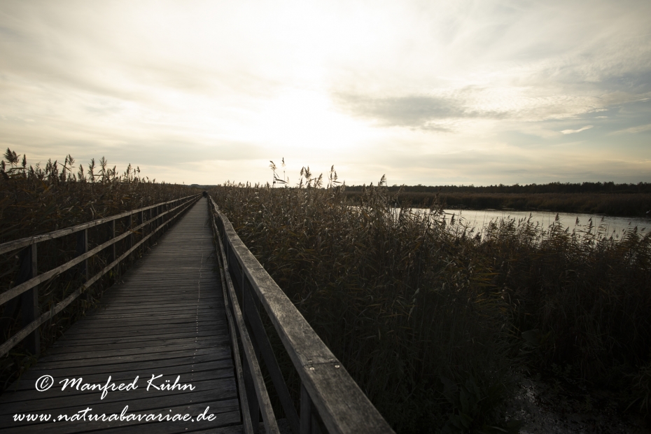 Federsee (Baden-Wuerttemberg)_0034