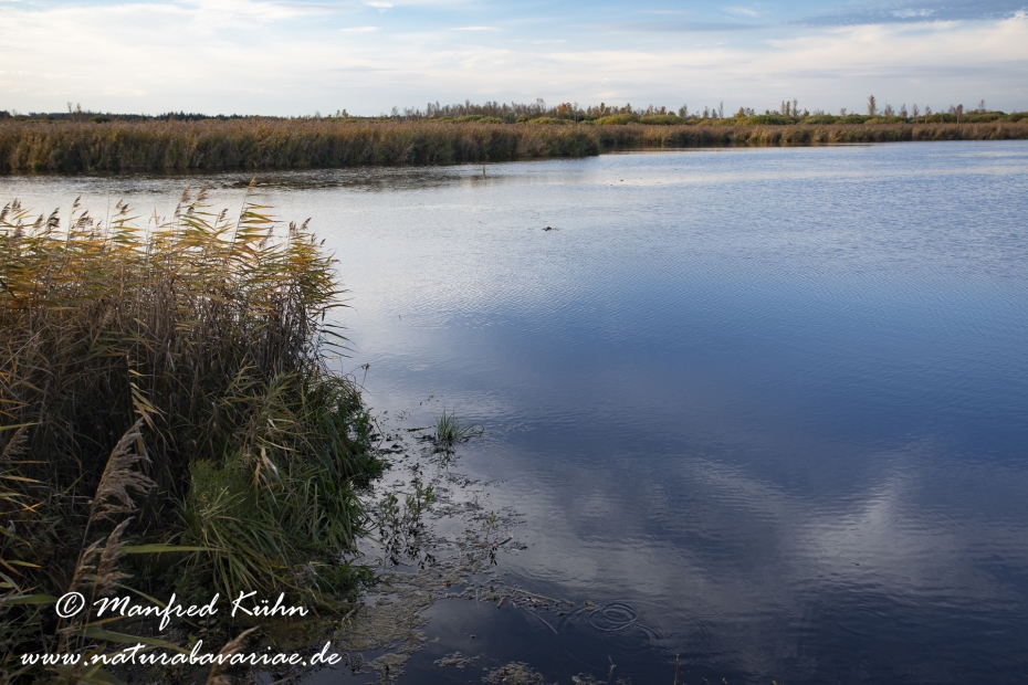 Federsee (Baden-Wuerttemberg)_0037