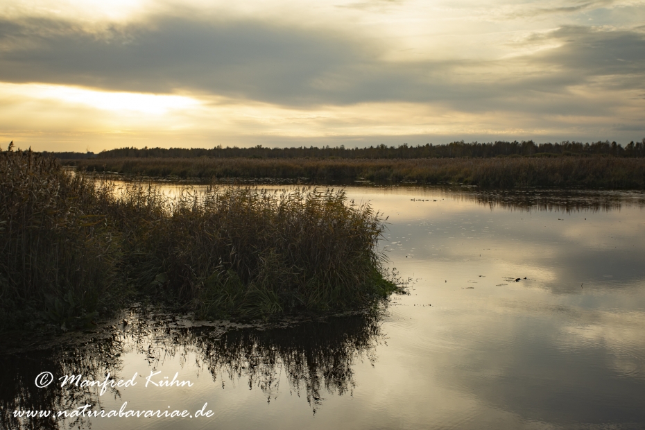 Federsee (Baden-Wuerttemberg)_0039