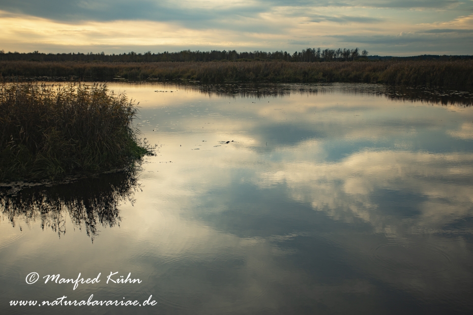Federsee (Baden-Wuerttemberg)_0040