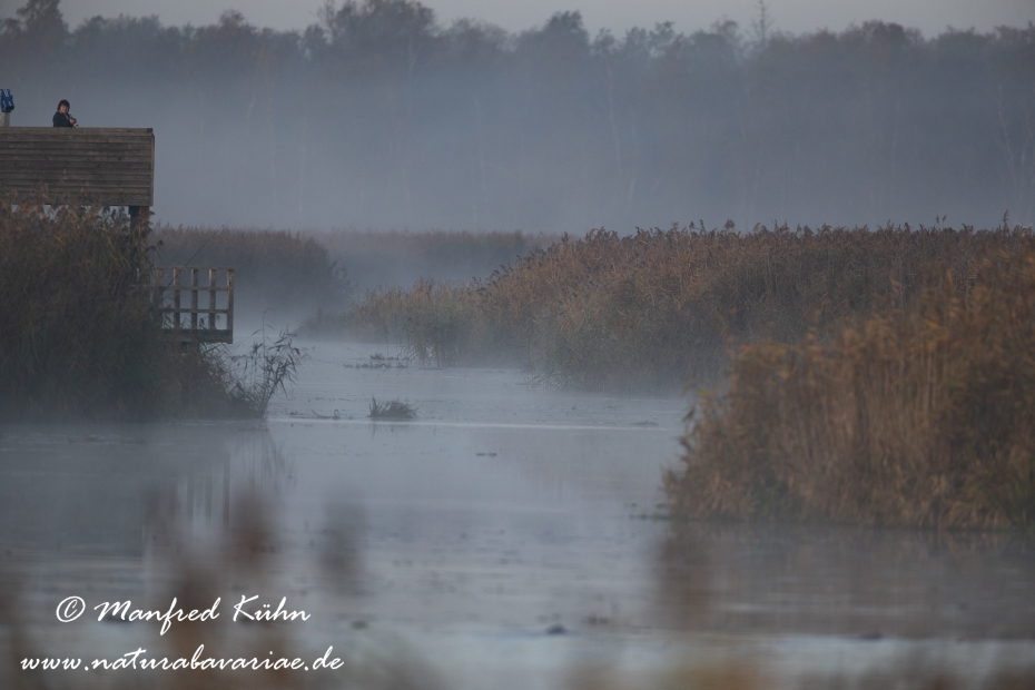 Federsee (Baden-Wuerttemberg)_0055