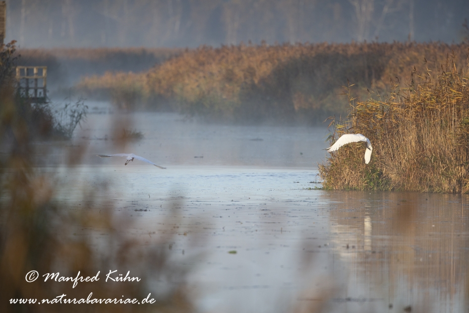 Federsee (Baden-Wuerttemberg)_0056