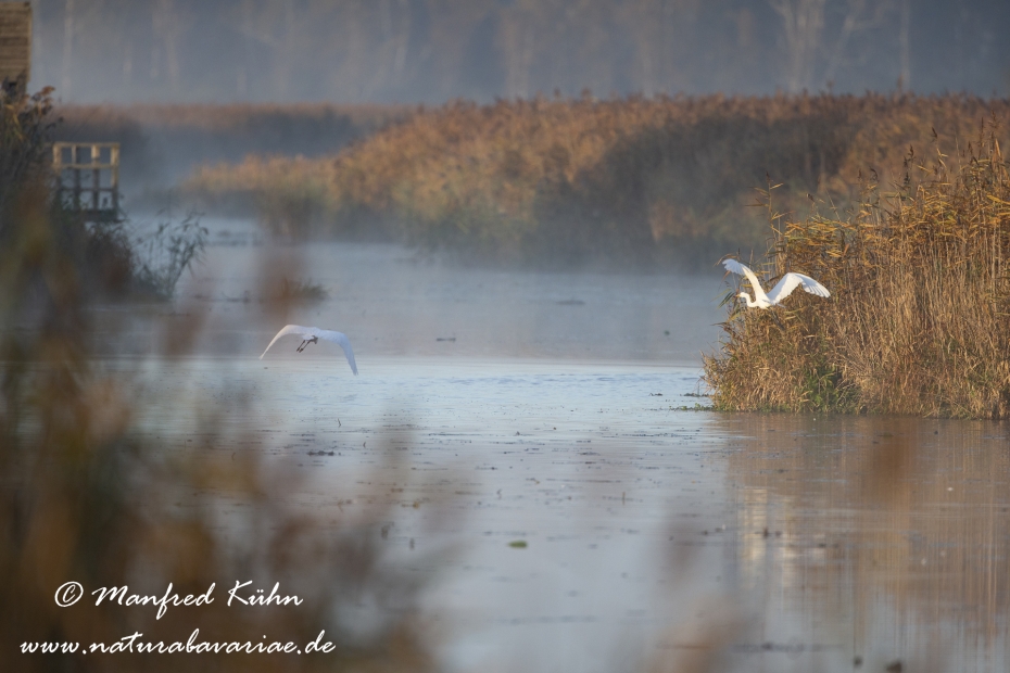 Federsee (Baden-Wuerttemberg)_0057