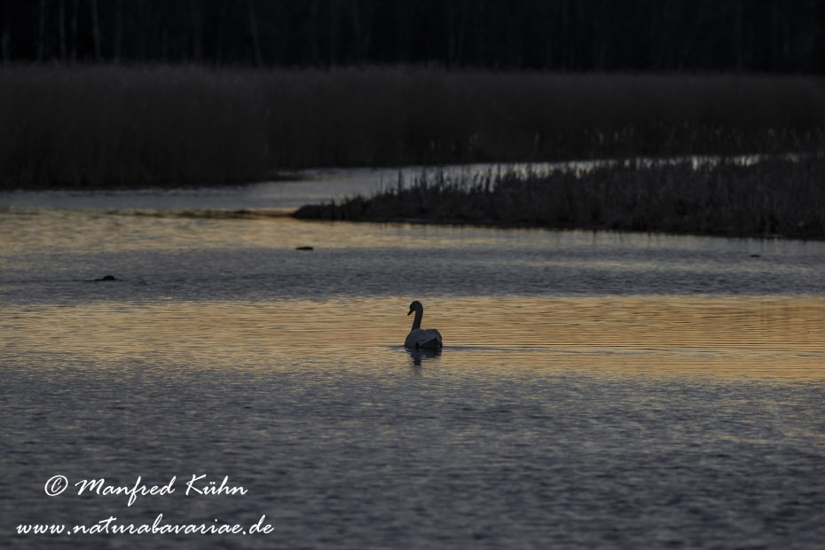 Federsee (Baden-Wuerttemberg)_0062