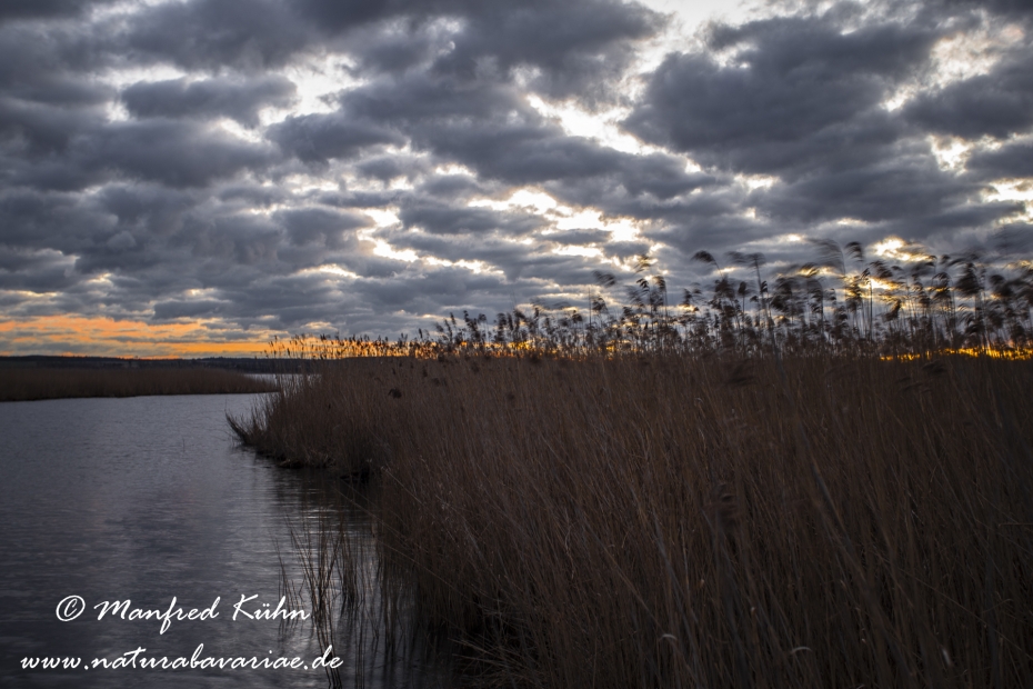 Federsee (Baden-Wuerttemberg)_0068