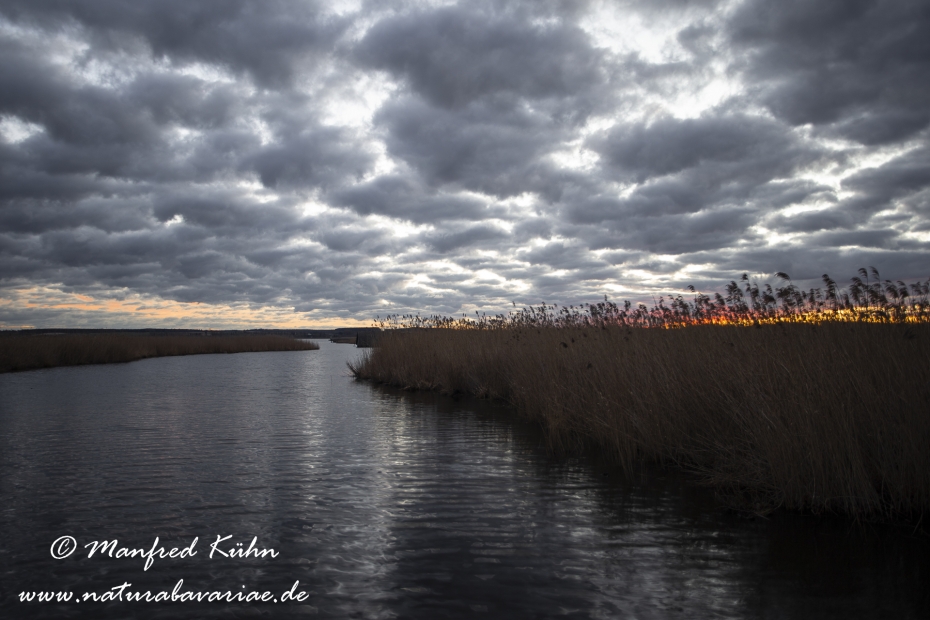 Federsee (Baden-Wuerttemberg)_0071