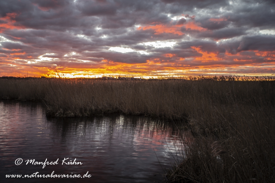 Federsee (Baden-Wuerttemberg)_0074