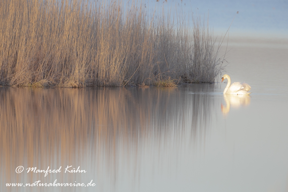 Federsee (Baden-Wuerttemberg)_0101